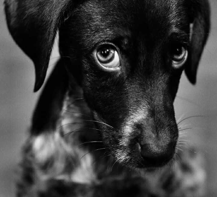A street dog looking into the camera