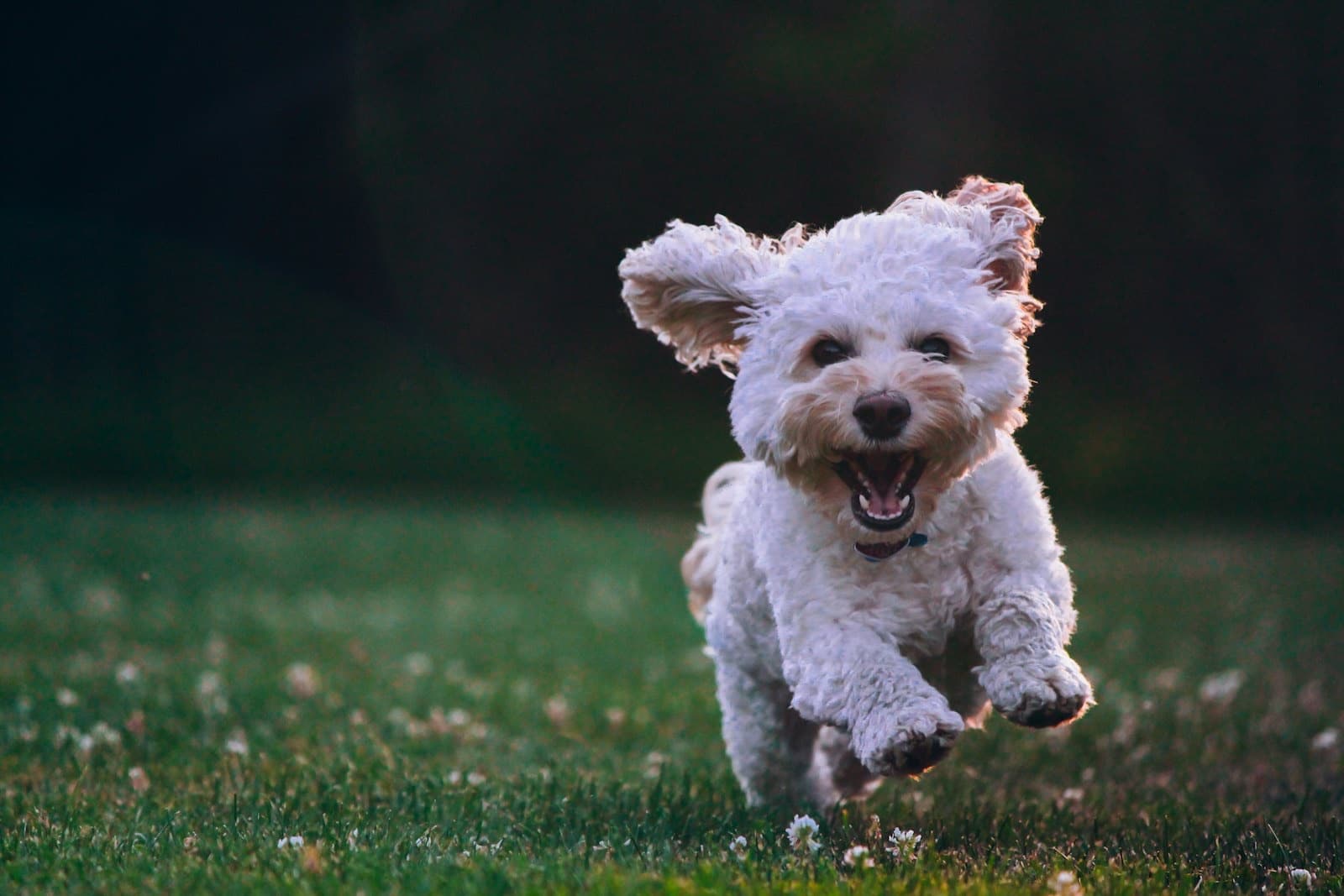 A happy, healthy dog running outdoors