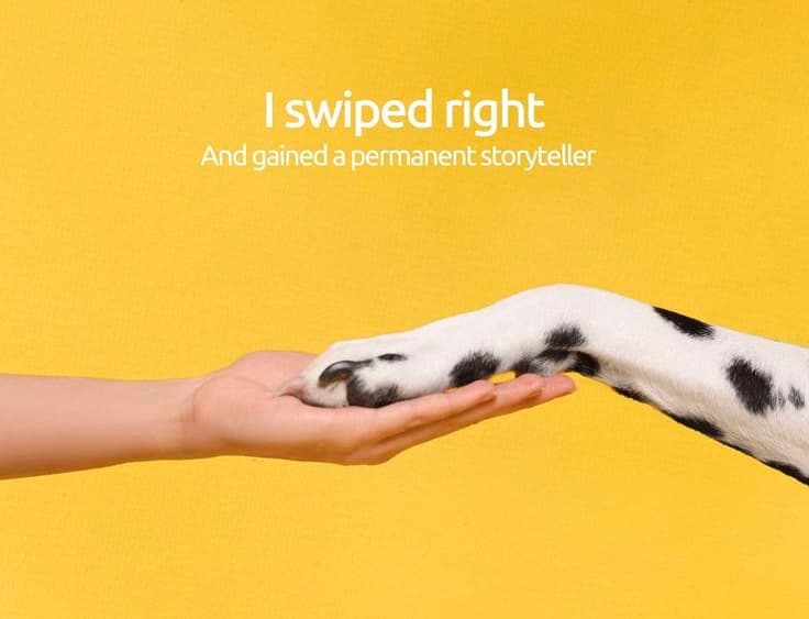 A person's hand and a rescued dog's paw meeting