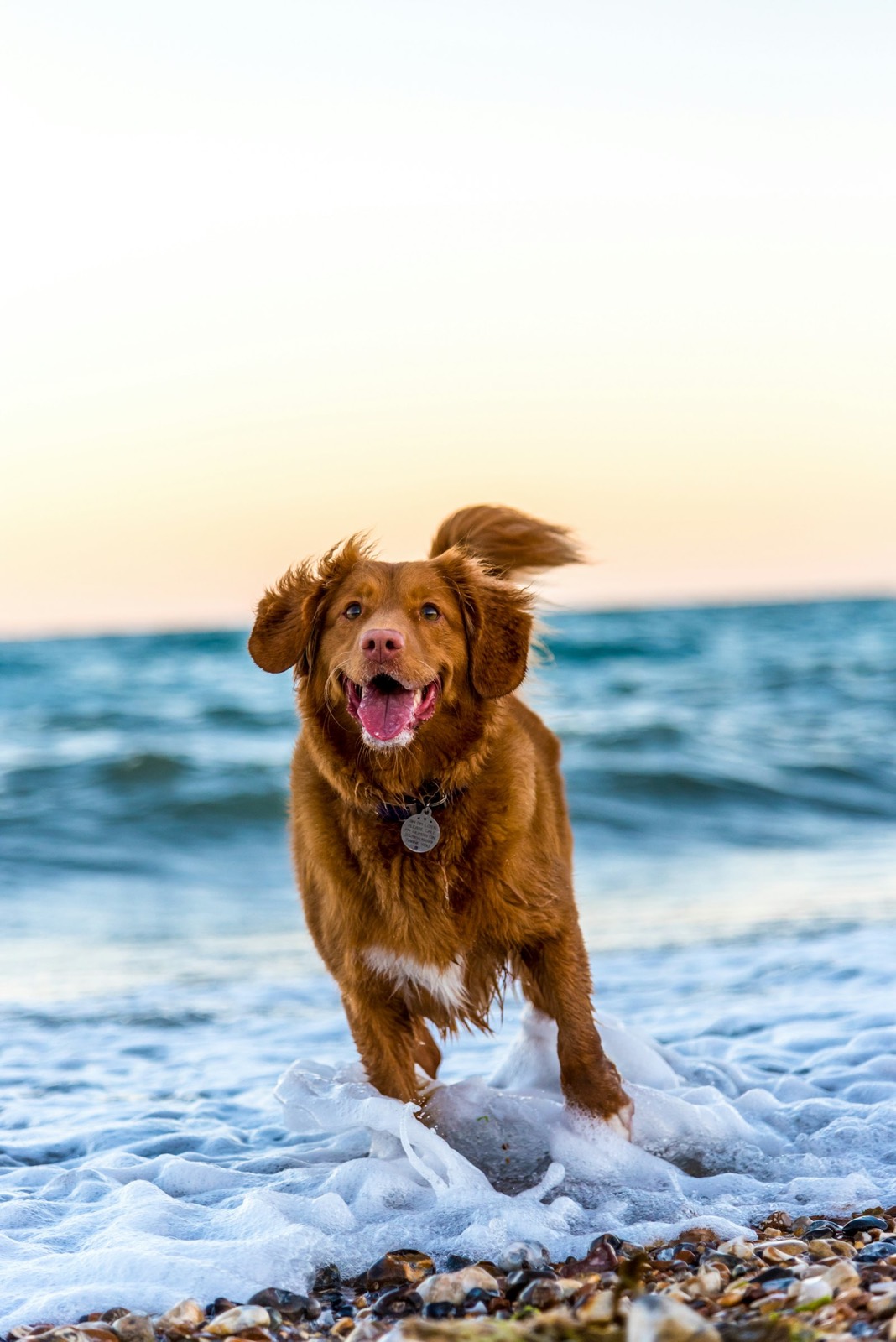 A happy, well-fed rescued dog