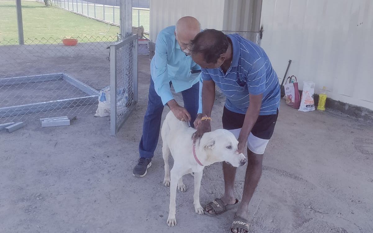 A rescued dog receiving veterinary care at the RKM shelter