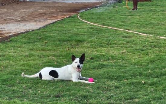 A rescued dog resting at the RKM Foundation shelter