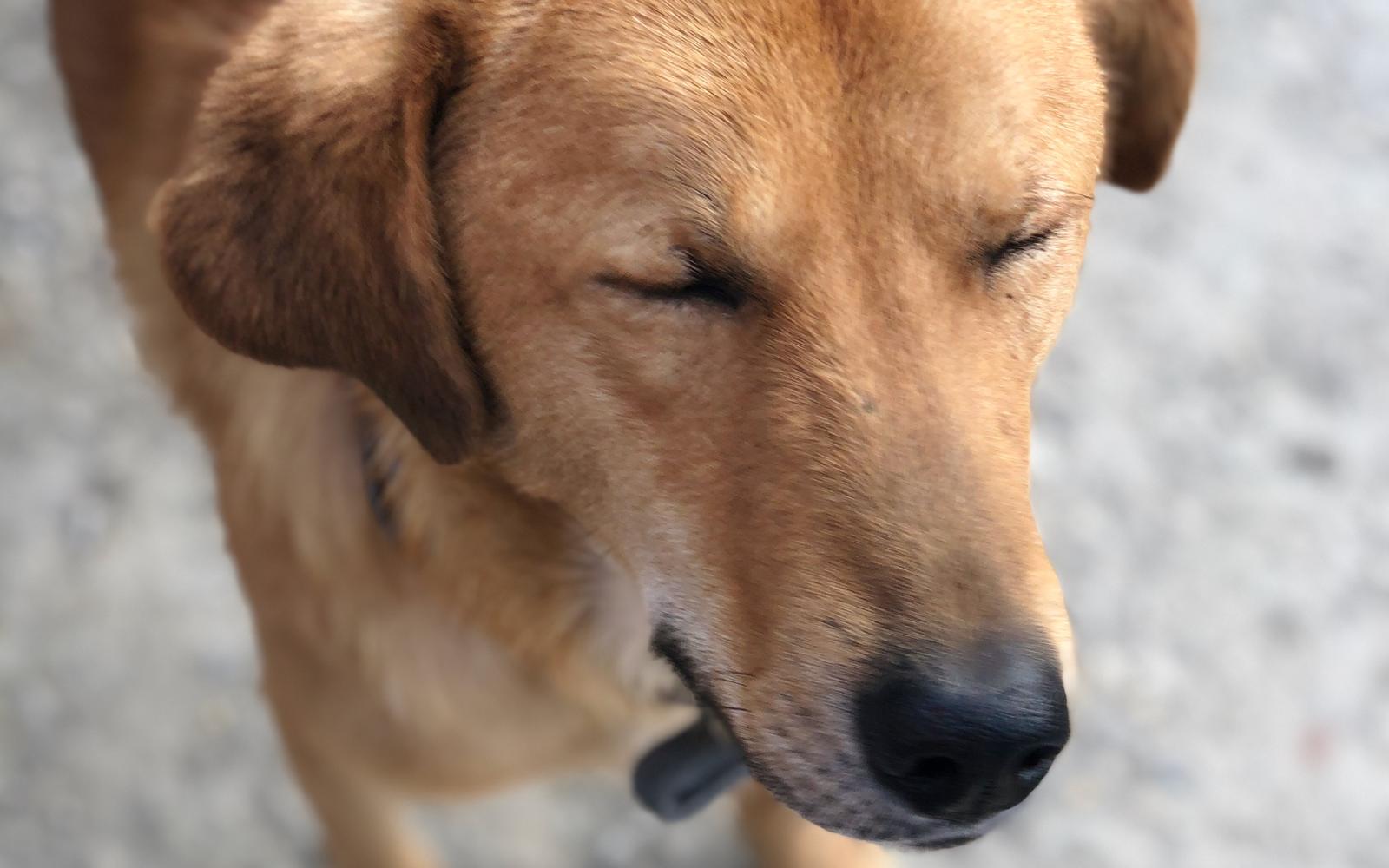 A rescued street dog in RKM Foundation's care